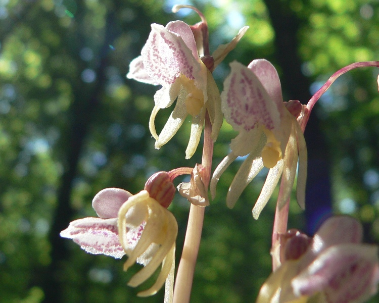 Epipogium aphyllum